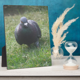 Posing Pigeon Plaque