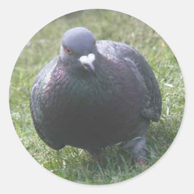 Posing Pigeon Sticker (Front)