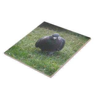Posing Pigeon Tile