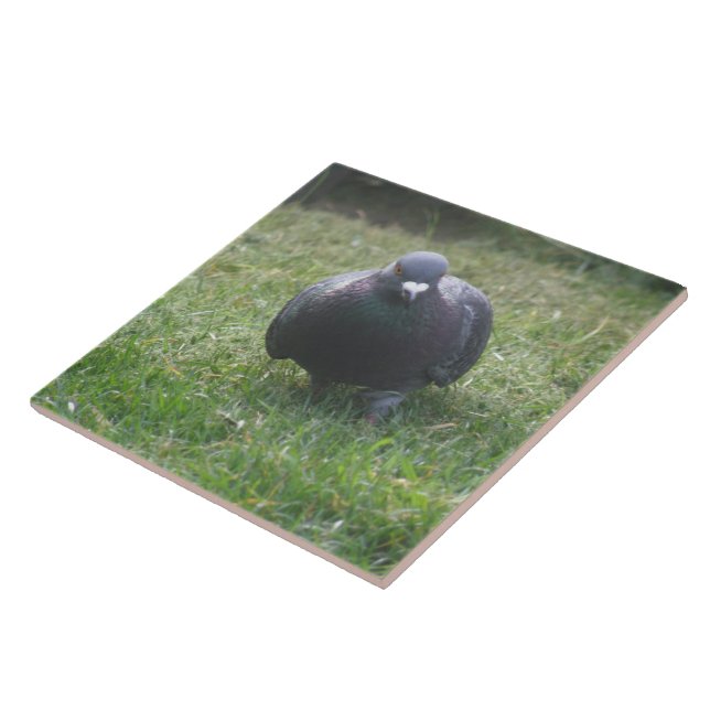 Posing Pigeon Tile (Side)