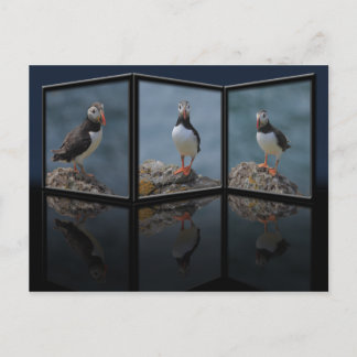 Posing Puffin Postcard