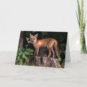 Posing Red Fox    Card