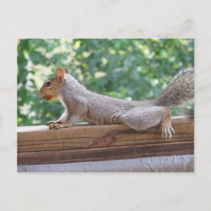 Posing Squirrel Postcard