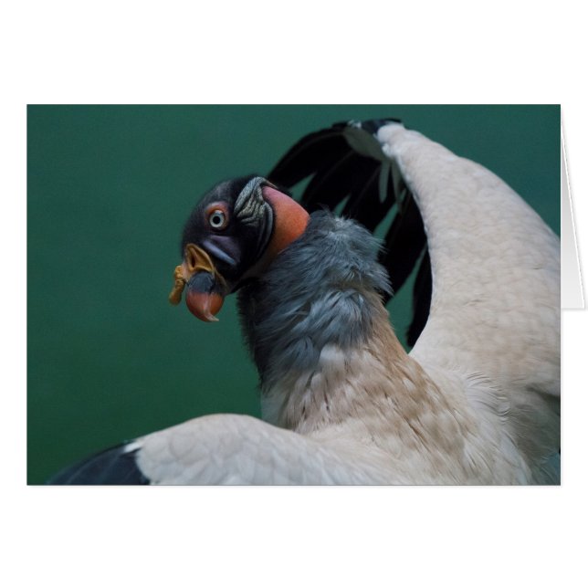 Posing Vulture (Front Horizontal)