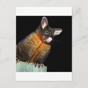Possum at night postcard