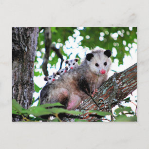 Possum, mama and babies postcard