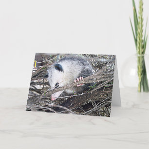 Possum Opossum Card