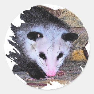 Possum Opossum Classic Round Sticker