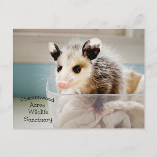 Possum Postcard