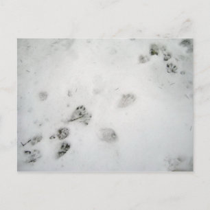 Possum Prints Postcard