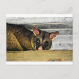 POSSUM QUEENLAND AUSTRALIA POSTCARD
