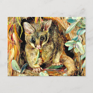 Possum up a Gum Tree Postcard