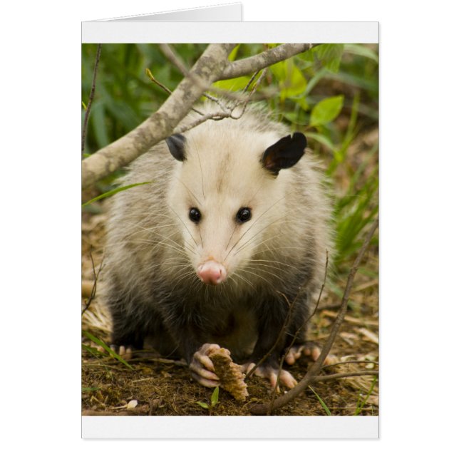 Possums are Pretty - Opossum Didelphimorphia (Front)
