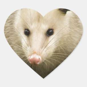 Possums are Pretty - Opossum Didelphimorphia Heart Sticker
