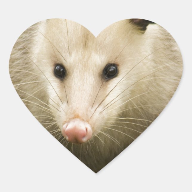Possums are Pretty - Opossum Didelphimorphia Heart Sticker (Front)