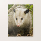 Possums are Pretty - Opossum Didelphimorphia