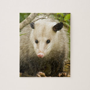 Possums are Pretty - Opossum Didelphimorphia Jigsaw Puzzle