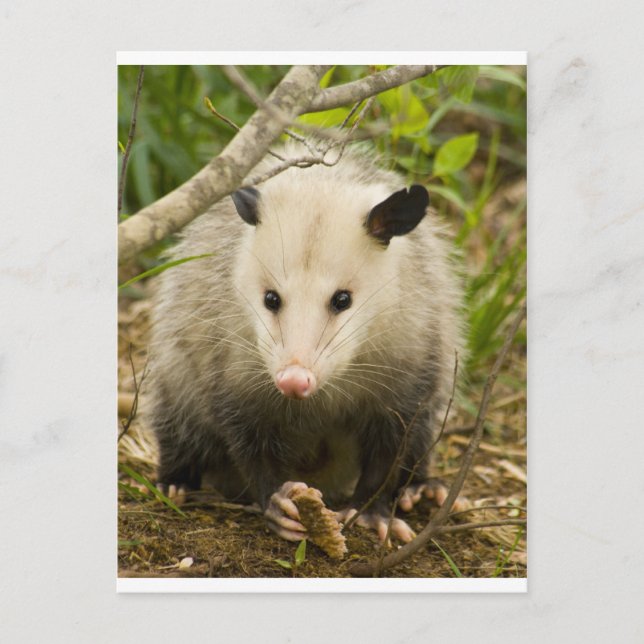 Possums are Pretty - Opossum Didelphimorphia Postcard (Front)