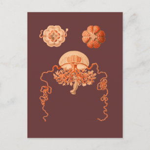 Post Card