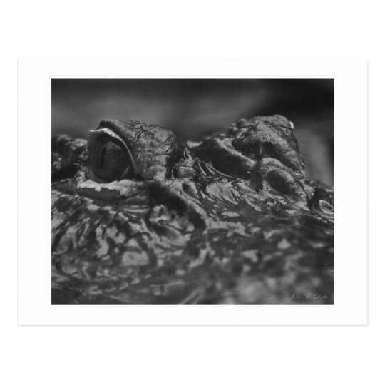 POST CARD American Alligator - North Carolina