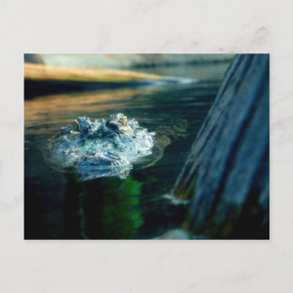 POST CARD American Alligator North Carolina