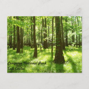 Post Card - Congaree National Park
