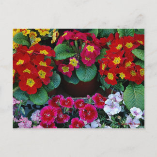 Post Card for Travel 4