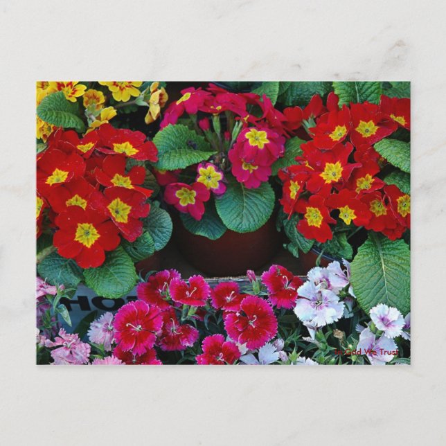 Post Card for Travel 4 (Front)