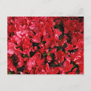 Post Card for Travel 5