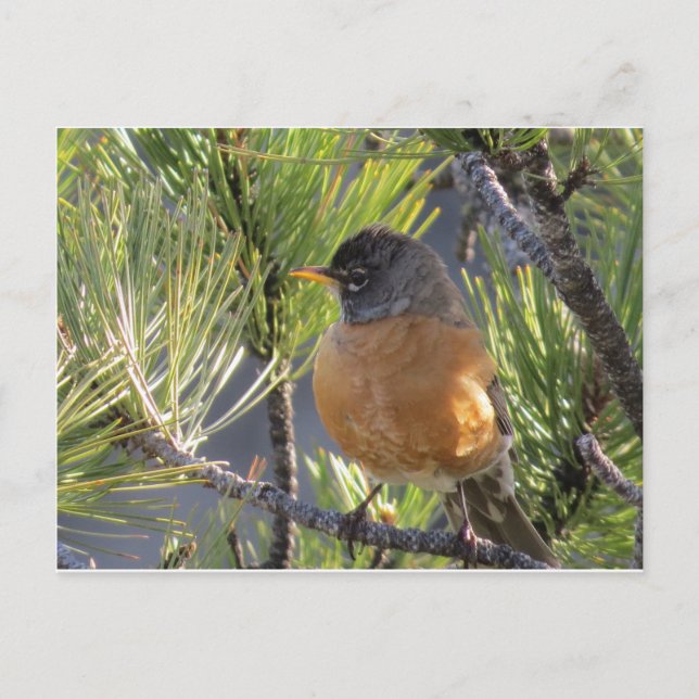 Post Card of a Robin Red Breast (Front)