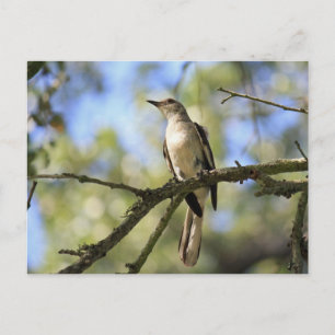 Post Card of Texas State Bird: Mockingbird