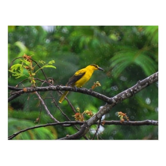 Post card photo of Black naped oriole in the rain.