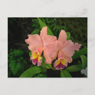 Post Card: Pink Orchids Postcard