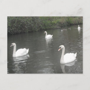 Post Card Swans Swimming