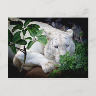 Post Card- Tiger Postcard