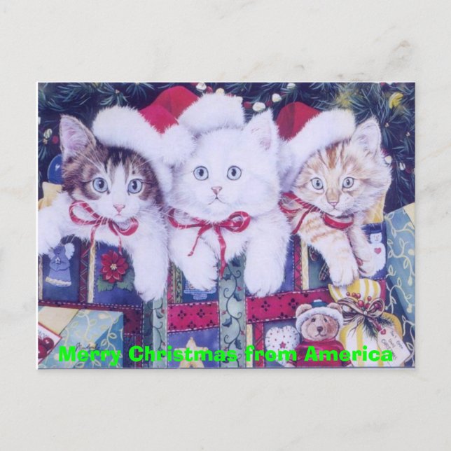 Post Christmas Cats Holiday Postcard (Front)