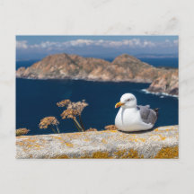 Postal gaviota in the Cíes Islands