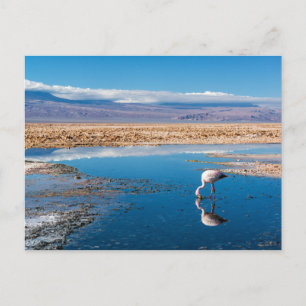 Postal, Lago en San Pedro de Atacama, Chile Postcard