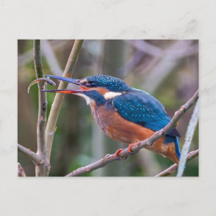 Postcard