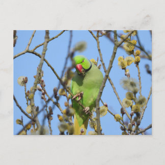 Postcard
