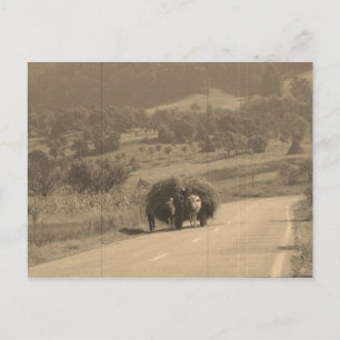 Postcard