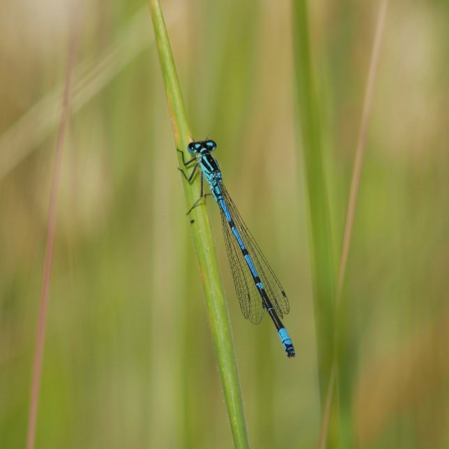 Postcard (Creator Uploaded)