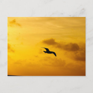 Postcard