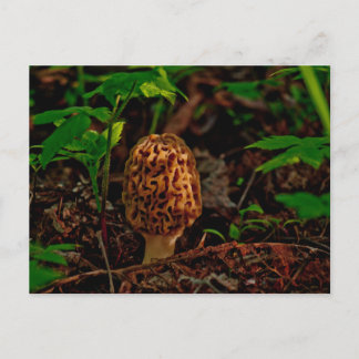 POSTCARD ~ A Posing Morel Along Lake Pend Oreille