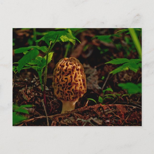 POSTCARD ~ A Posing Morel Along Lake Pend Oreille (Front)