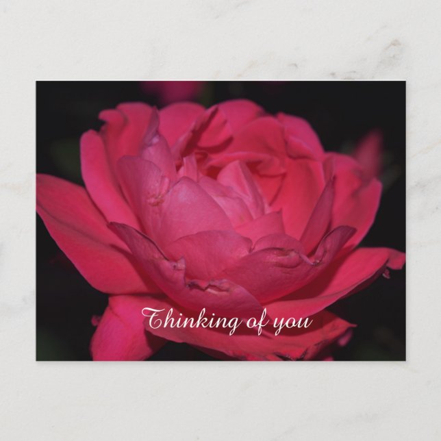 Postcard. A rose by any other name Postcard (Front)