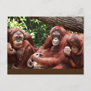 PostCard about Orangutans for Cindy Noodleberry