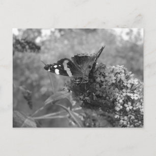 Postcard - Admiral Butterfly in Black & White