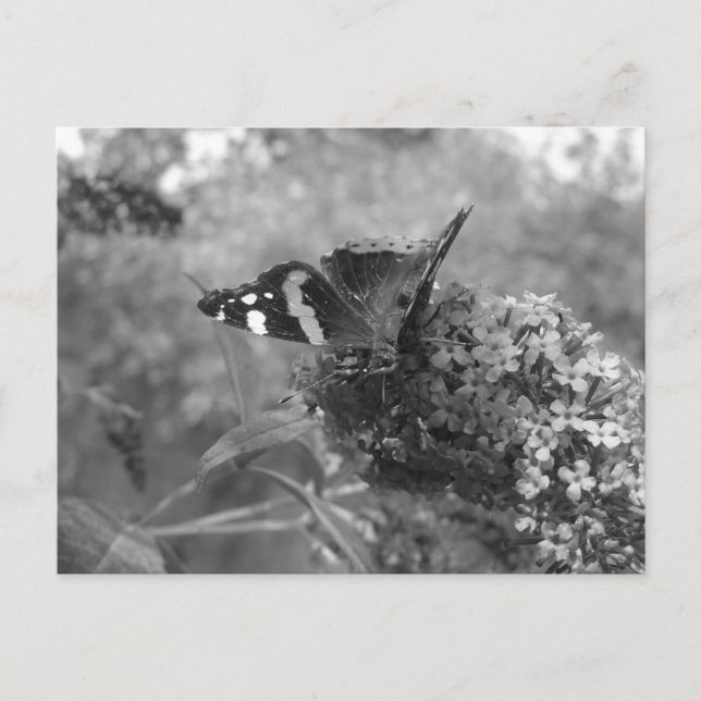 Postcard - Admiral Butterfly in Black & White (Front)