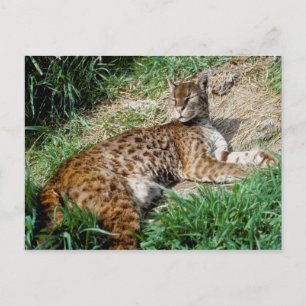Postcard - African golden cat